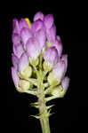 Curtiss' milkwort